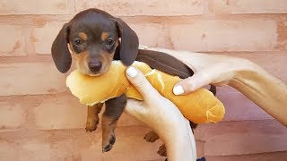 33 Cute and Funny Dachshund Videos Instagram  Adorable Sausage Dogs Try Not To Laugh Compilation [upl. by Woodsum]