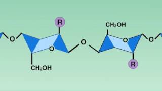 04 8 Lysozyme Reaction [upl. by Novahc]