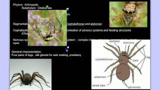 Invertebrate Diversity Part 3B Arthropods Detailed [upl. by Ignatia]