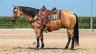 Pepper 2018 AQHA Gelding  Offered at Billings Livestock Horse Sale September 23rd [upl. by Tresa619]