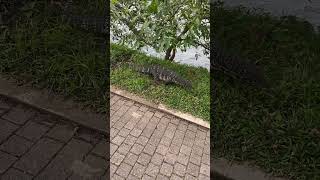 නුවර වැවේ‍ ඉන්නා කබර ගොයා🥰Water monitor in the Kandy lake 🇱🇰shortsvideo [upl. by Clio]