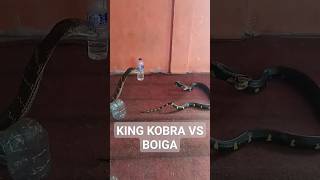 KING KOBRA VS BOIGA viral ular kingkobra snake boiga [upl. by Haisi]