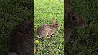 A Cottontail Family In Our Garden Part Five A Garden Friend nature easterncottontail cottontails [upl. by Acirt]