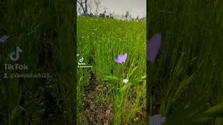 Linum usitatissimum L Flax field 🇳🇵 [upl. by Spevek]