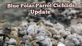 Blue Polar Parrot fish Update  Free swimming blue polar fry Hundreds new born fry [upl. by Lennon]