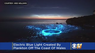 Great Video Plankton Creates Electric Blue Light In Water [upl. by Scuram]