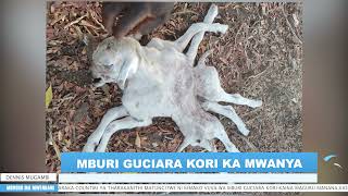 KIRANGARE RESIDENTS STUNNED AS GOAT GIVES BIRTH TO DEFORMED OFFSPRING WITH EIGHT LEGS ONE HEAD [upl. by Winslow]