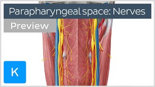 Nerves of the parapharyngeal space preview  Human Anatomy  Kenhub [upl. by Idalla211]