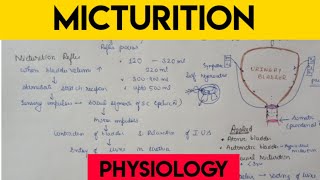 Micturition  micturition reflex  clinical [upl. by Anilasor692]