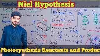 Reactants and products of photosynthesis • Neil hypothesis and Release of oxygen  Biology 11th [upl. by Bolanger]