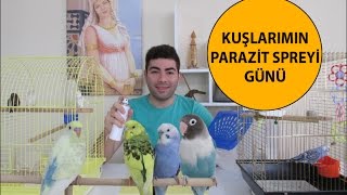 Kuşlarımın Parazit Spreyi Günü [upl. by Kcirddet]