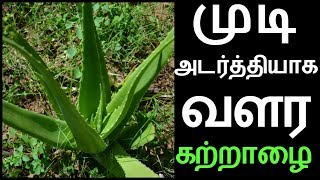 முடி உதிர்வதை தடுக்க அடர்த்தியாக முடி வளர கற்றாழை  How To Use Aloe Vera For Hair Growth in Tamil [upl. by Stahl60]