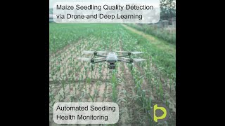 AI in Agriculture 002 Maize Seedling Quality Detection via UAV and Deep Learning [upl. by Alisa]