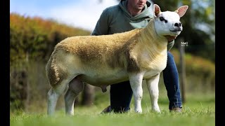 Knap Grumpy sells at 170000Gns Scottish National Texel Ram Sale [upl. by Hafler]