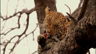 Kapama Game Reserve  Wildlife Highlights [upl. by Enilecram]