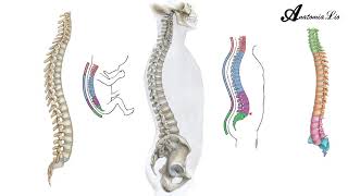 Curvaturas de la columna vertebral [upl. by Jamnis]