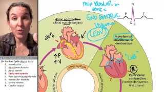 Cardiac cycle 4 Early ventricular systole [upl. by Enitselec25]