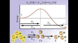 Dissociation Rate  Dissociation constant [upl. by Anetta]