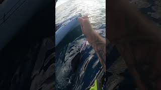 CHAOS Erupts SAILFISH on a Hobie Outback fishingmethods offshore fishing kayakfishing omg [upl. by Ihcehcu951]