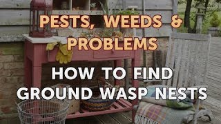 How to Find Ground Wasp Nests [upl. by Anivahs23]