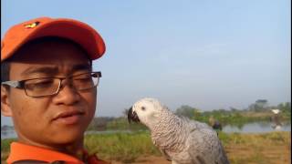 CARA IKHLAS MELEPAS AFRICAN GREY KE ALAM daerah BEKASI [upl. by Yatnahs507]