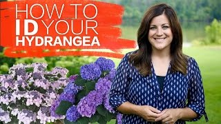 How to Identify Your Hydrangea  Garden Answer [upl. by Aitnohs]