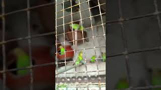 Bepanah pyar Birds Nature ShortsVideo [upl. by Nnaeirual393]