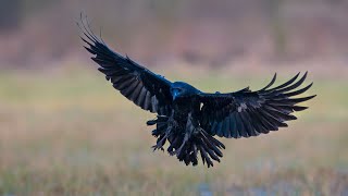 Ravens stealing eggs from Willow Ptarmigan in Alaska [upl. by Norrek688]