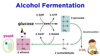 Anaerobic Respiration and Fermentation [upl. by Ahsaret]