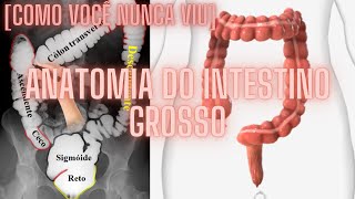 COMO VOCÊ NUNCA VIU ANATOMIA DO INTESTINO GROSSO [upl. by Uahc]