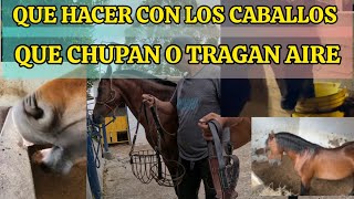 QUE HACER CON LOS CABALLOS QUE CHUPAN O TRAGAN AIRE AEROFAGIA EN EQUINOS [upl. by Xam]