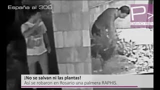 En Rosario ¡se roban hasta las plantas [upl. by Shalne]