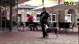 Beitrag Sachkunde HundePraxisGabriel mit AnmodOSF1mp4 [upl. by Grania]