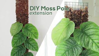 DIY Moss Pole Extension for Monstera Dubia [upl. by Gardy]