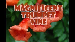 GSM S2 E22 Trumpet Vine  Campsis Radicans [upl. by Melton]