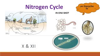 Nitrogen cycle নাইট্রোজেন চক্র  class X amp XII Full Details in One shot [upl. by Femmine274]