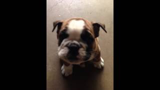 Bulldog Puppy Barking [upl. by Nadnerb1]