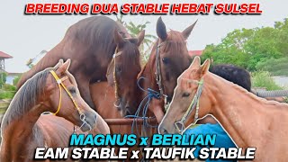 MANTAP KUDA INDUKAN TAUFIK STABLE BREEDING DENGAN PEJANTAN THOROUGHBRED DARI EAM STABLE SEMOGAH [upl. by Dranoc771]