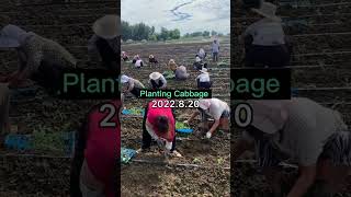 Transplanting Cabbage Seedlings satisfying short [upl. by Llyrrad]