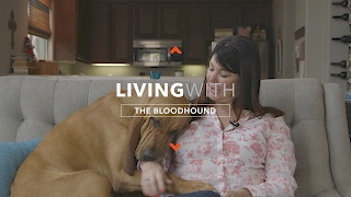 ALL ABOUT LIVING WITH BLOODHOUNDS [upl. by Arraic]