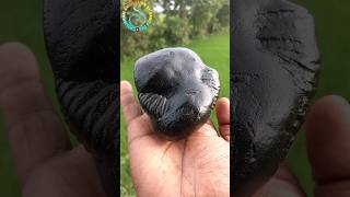 shaligram stone  narayan shaligram shila shorts short shortsfeed [upl. by Marceau]