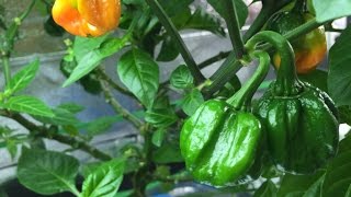 Hydroponic Carolina Reaper  Kratky Hydroponic Method 09 [upl. by Ahsimac548]