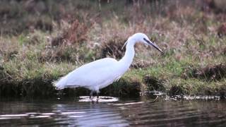 BTO Bird ID  Little Egret and Great White Egret [upl. by Nylahsoj569]