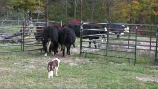 Border collie Ruabinn Penning Cattle [upl. by Ahtanamas956]