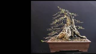 Privet Bonsai Styling [upl. by Donata490]