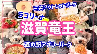 滋賀竜王アウトレット・道の駅・ラコリーナ近江八幡に愛犬とお買い物に行ってきた🐶爆買い？🍓アグリーパーク竜王【犬とお出かけ】 [upl. by Auos585]