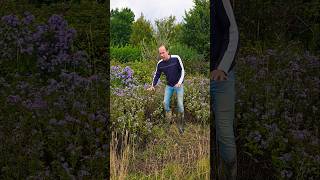 Michaelmas daisies astererigeron foraging herbs gardening permaculture adventure explore [upl. by Jehial130]