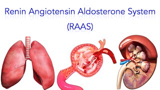 Renin Angiotensin Aldosterone System RAAS  MADE SUPER EASY [upl. by Varhol]