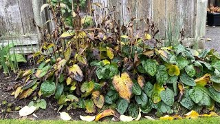 Black Eyed Susan quotGoldsturmquot Rudbeckia  Cut Back November 15 [upl. by Pownall]