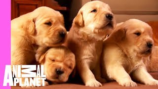 Growing Up Golden Golden Retriever Puppies  Too Cute [upl. by Selin]